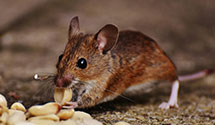 24 Hour & Emergency Exterminators in McJester, AR